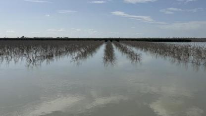 Seyhan Nehri taştı tarım arazileri su altında kaldı