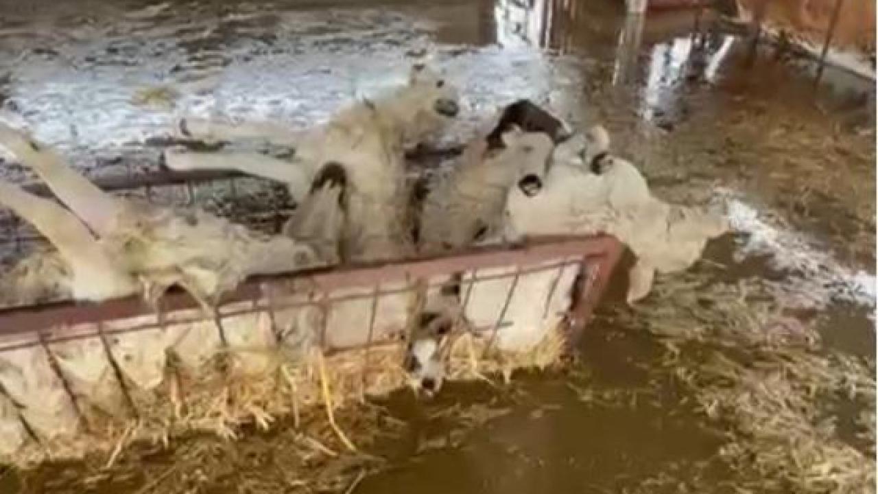 Söke'de su basan ağıldaki 10 koyun telef oldu