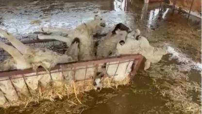 Söke'de su basan ağıldaki 10 koyun telef oldu