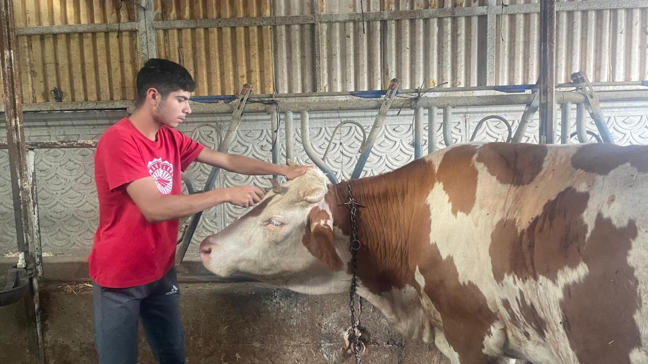 TÜİK: Türkiye'de hayvan sayısı arttı