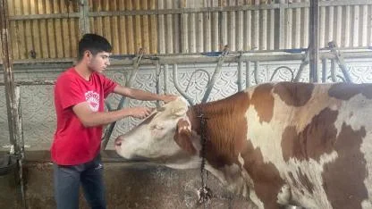 TÜİK: Türkiye'de hayvan sayısı arttı