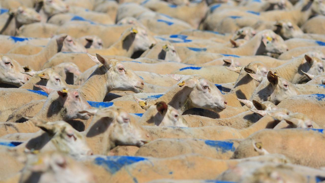 TÜRKYED: "Küçükbaşa Destek" projesi stratejik bir adımdır