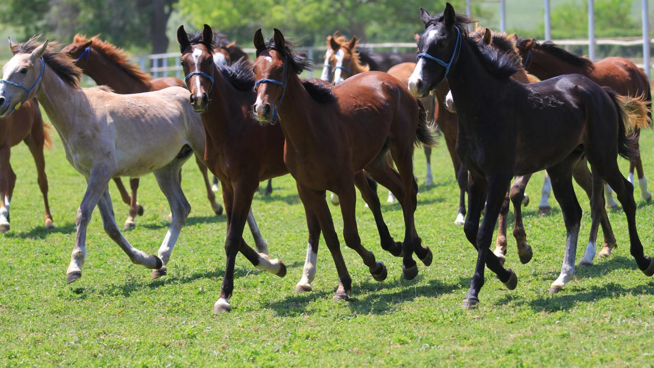 "Yarış atlarının kaybolduğu" iddialarına ilişkin TİGEM'den açıklama