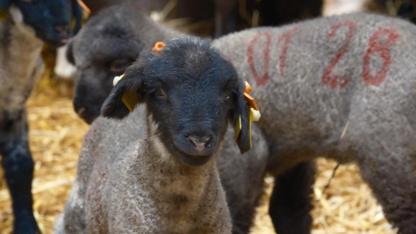 Yılların merinosuna yeni etçil rakip geldi; Bandırma koyunu