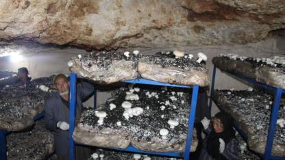 2 bin yıllık mağarayı mantar fabrikasına dönüştürdü