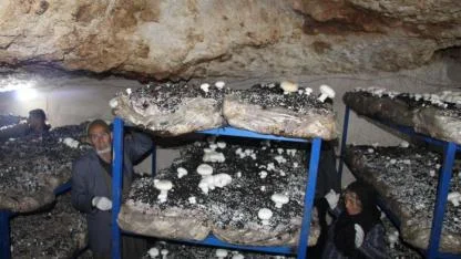 2 bin yıllık mağarayı mantar fabrikasına dönüştürdü