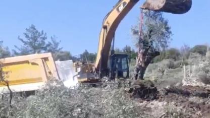 Akbelen'de zeytin ağaçları sökülüyor