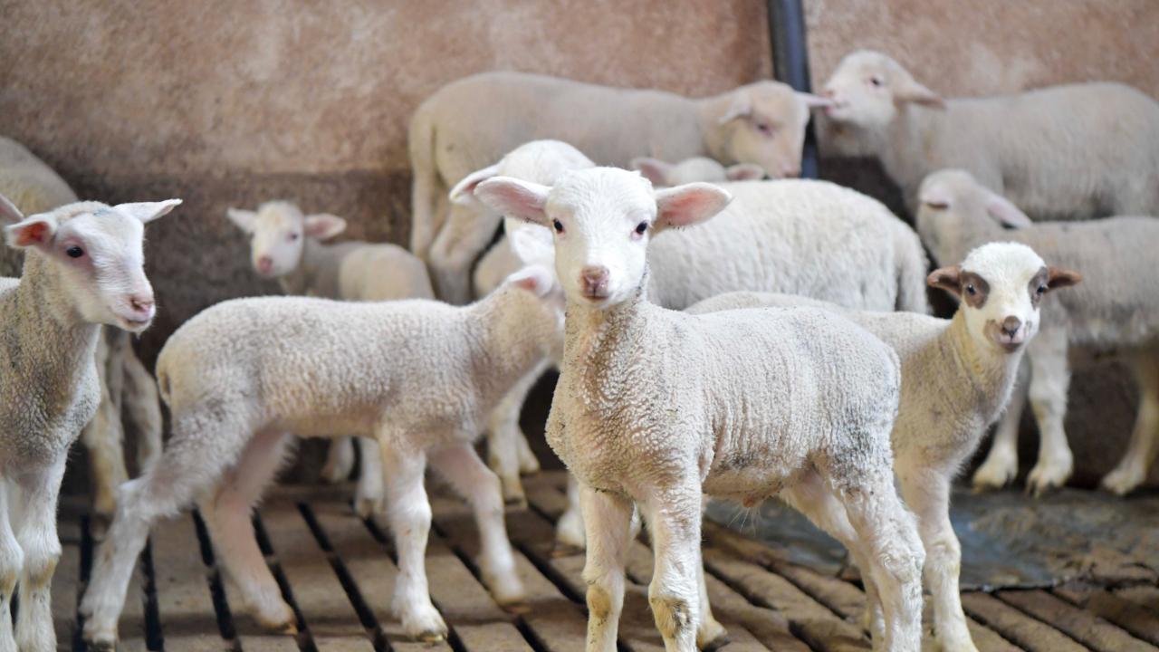 Ankara Büyükşehir'den hayvancılığa önemli destek