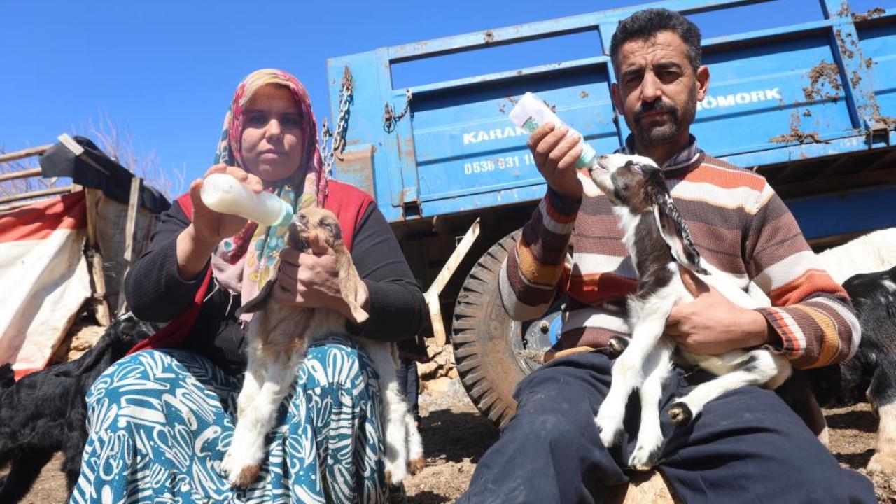 Anneleri telef olan 28 kuzu ve oğlak biberonla besleniyor