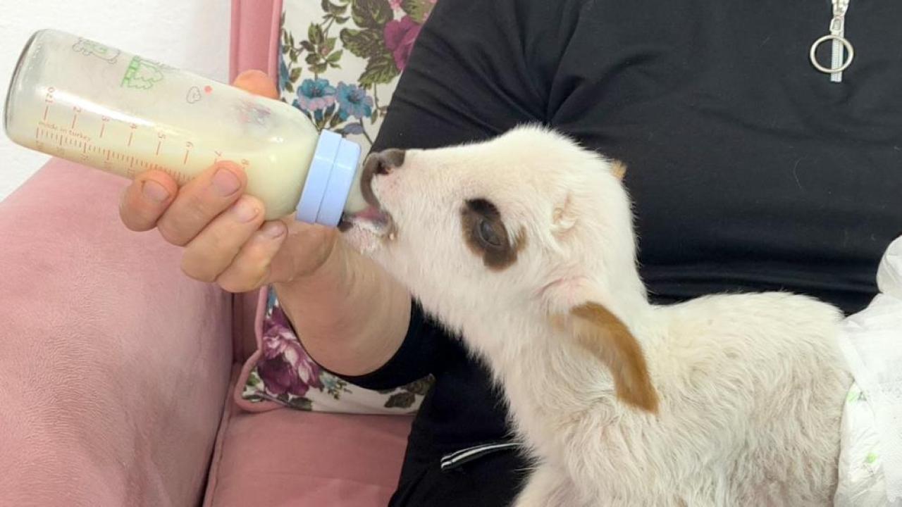 Annesi ve 2 kardeşi ölen kuzu Balım, evde yaşama tutundu