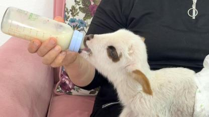 Annesi ve 2 kardeşi ölen kuzu Balım, evde yaşama tutundu