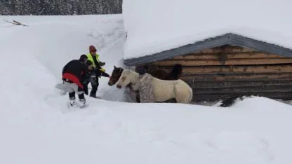 Artvin'de karla kaplı kesimde mahsur kalan 3 at kurtarıldı