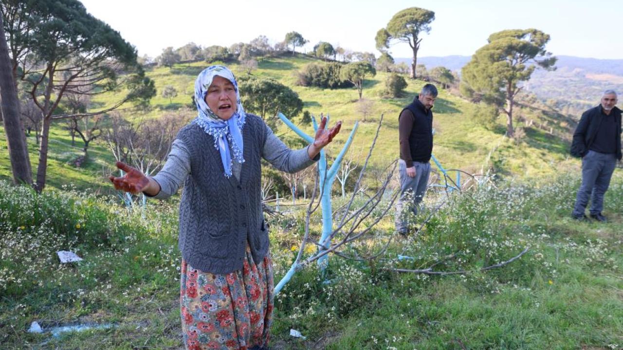 Aydın'da ağaç katliamı: Yüzlerce incir ve zeytin ağacı kesildi