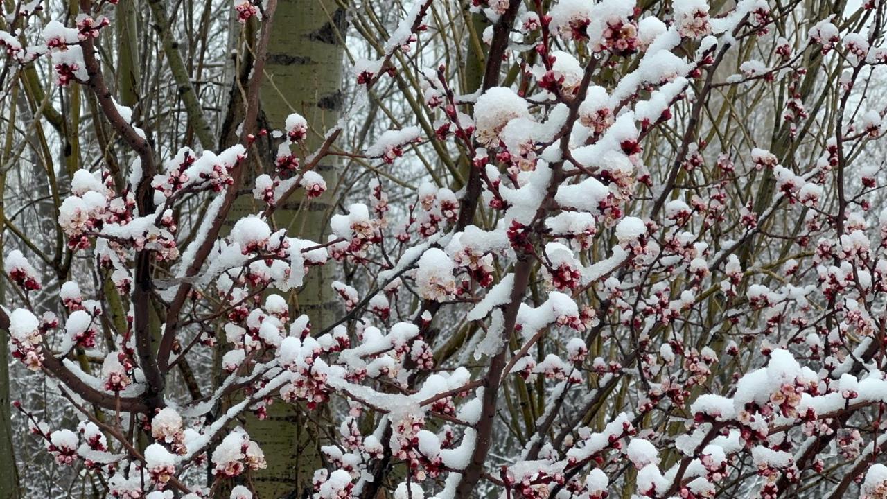 Badem ve kayısı çiçekleri karla kaplandı