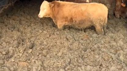 Bakan Yumaklı, hayvanlara kötü muameleyle ilgili konuştu