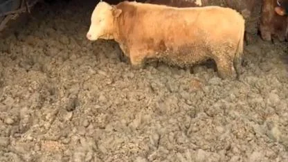 Bakan Yumaklı, hayvanlara kötü muameleyle ilgili konuştu