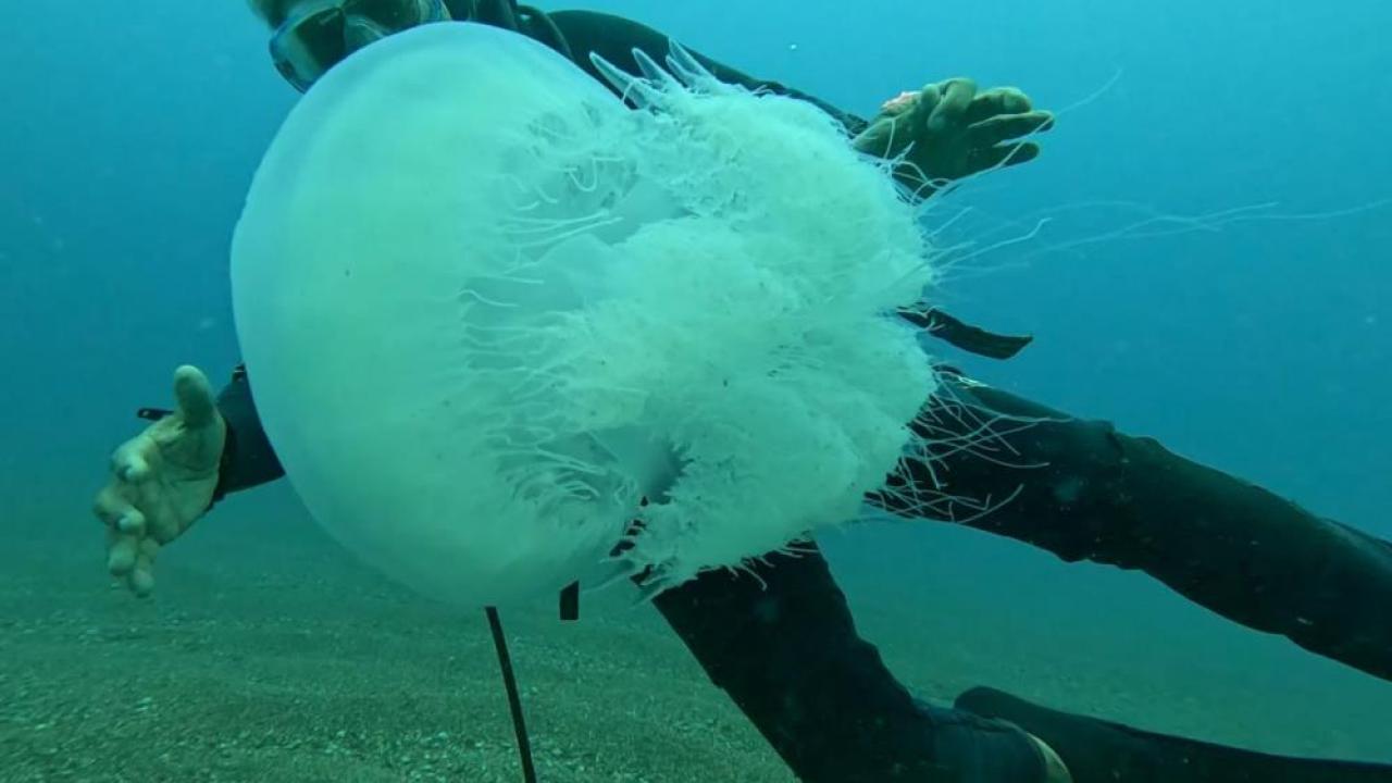 Balıkçıların kabusu oldular; 10 kilograma ulaşanı var