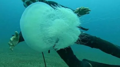 Balıkçıların kabusu oldular; 10 kilograma ulaşanı var