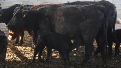 Besiciler sensörle hayvanlarını daha iyi anlayabilecek