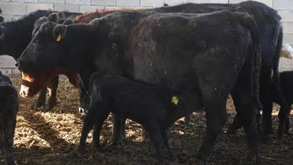 Besiciler sensörle hayvanlarını daha iyi anlayabilecek