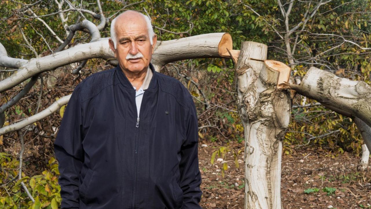 Bir gecede katledilen 30 ceviz ağacı yerine 50 fidan dikildi