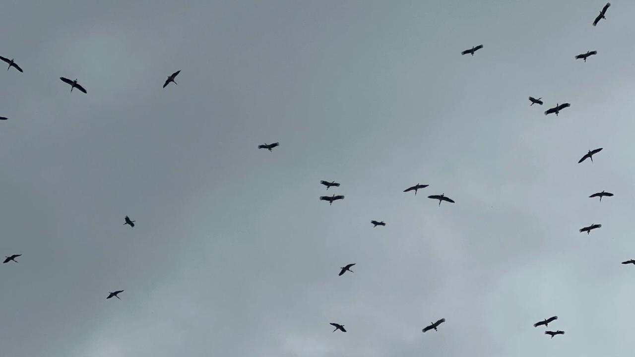 "Bolluk" müjdecisi leylek sürüsü Bursa semalarında görüldü
