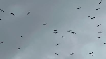 "Bolluk" müjdecisi leylek sürüsü Bursa semalarında görüldü