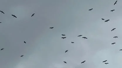 "Bolluk" müjdecisi leylek sürüsü Bursa semalarında görüldü