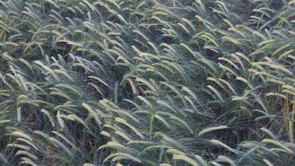 Buğday ve arpada kritik uyarı: Emeğiniz heba olmasın