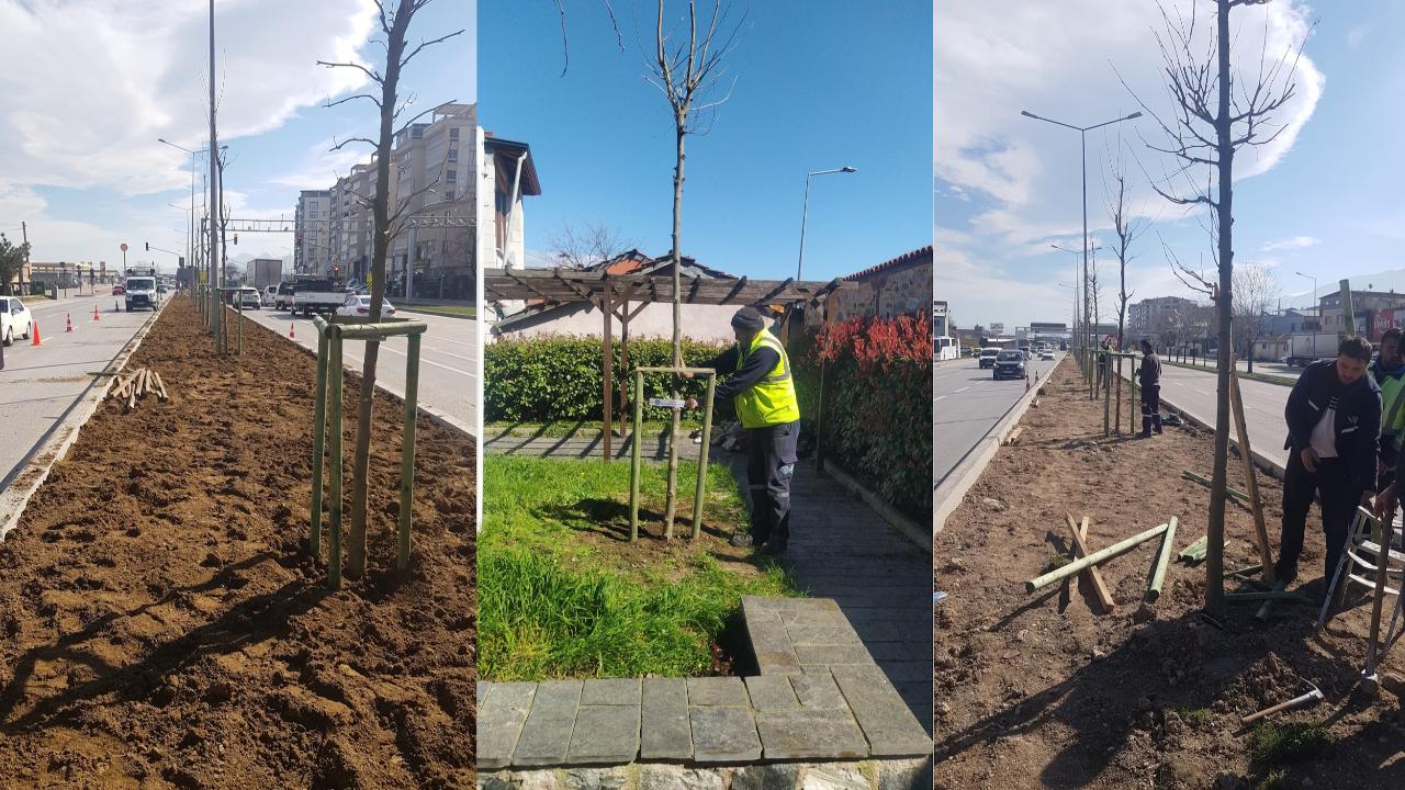 Bursa’nın fethinin 700. yılında 700 çınar toprakla buluşuyor