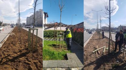 Bursa’nın fethinin 700. yılında 700 çınar toprakla buluşuyor