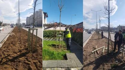 Bursa’nın fethinin 700. yılında 700 çınar toprakla buluşuyor