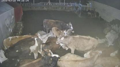 Büyükbaş hayvanlar keçileri savundu; kurt sürüsünü püskürttü