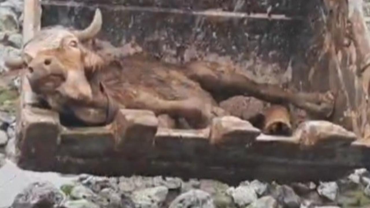 Çamura saplanan inek kepçe yardımıyla kurtarıldı