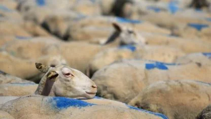 CHP'li Gürer: Kanguru eti ithal ediyoruz sandım koyunmuş