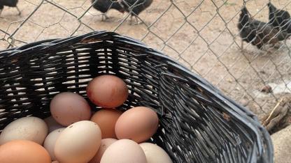 Çiftçi enflasyonu yıllık yüzde 40'ın üzerinde gerçekleşti