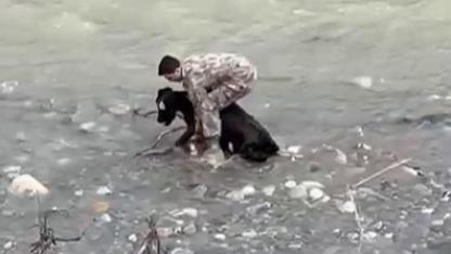 Dere yatağındaki buzağıyı polis kucaklayarak yakaladı