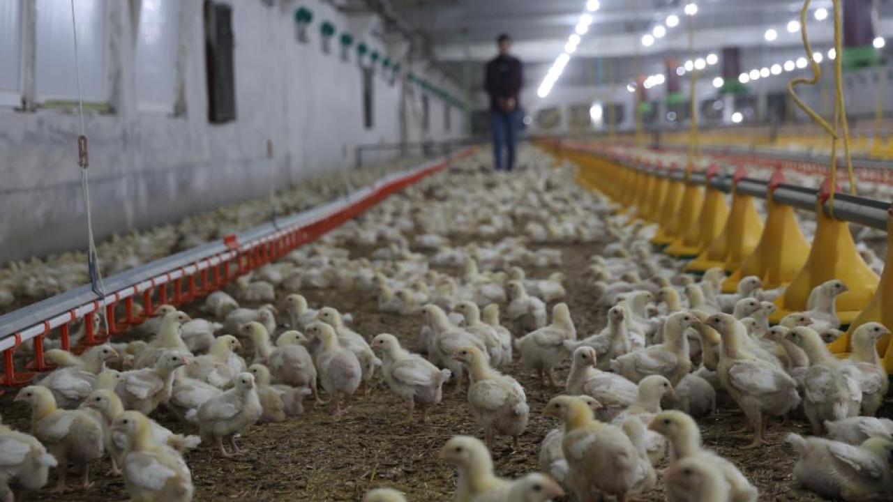 Devlet desteğiyle önce büyükbaş sonra tavuk çiftliği kurdu