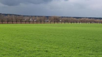 Diyarbakır'da toprak iyi yağış aldı rekolte yüzde 50 artacak