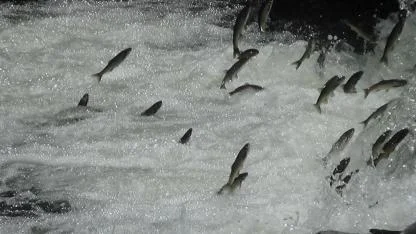 Doğanın en muazzam göç yolculuğu yakında başlıyor