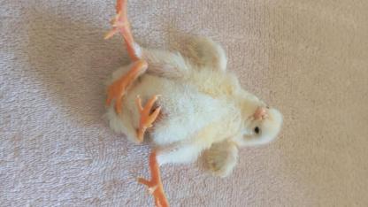 Dört ayaklı civciv şaşırttı