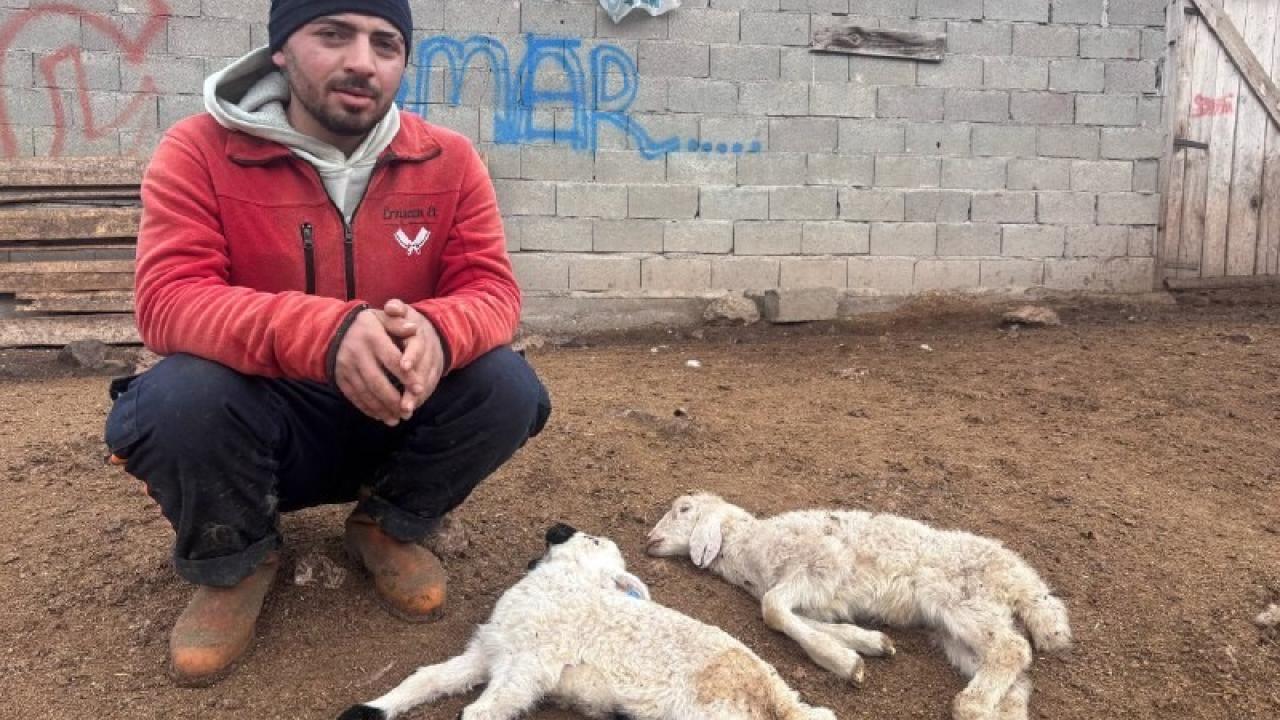Erzincan'da sırrı çözülemeyen kuzu ölümleri tedirgin ediyor