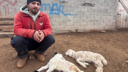 Erzincan'da sırrı çözülemeyen kuzu ölümleri tedirgin ediyor