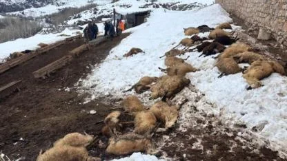 Erzincan'da yemi yiyen 80 koyun olduğu yere yığıldı