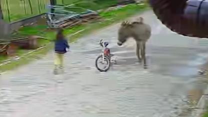 Eşeğin saldırısına uğrayan 5 yaşındaki çocuk dehşeti yaşadı