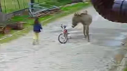 Eşeğin saldırısına uğrayan 5 yaşındaki çocuk dehşeti yaşadı