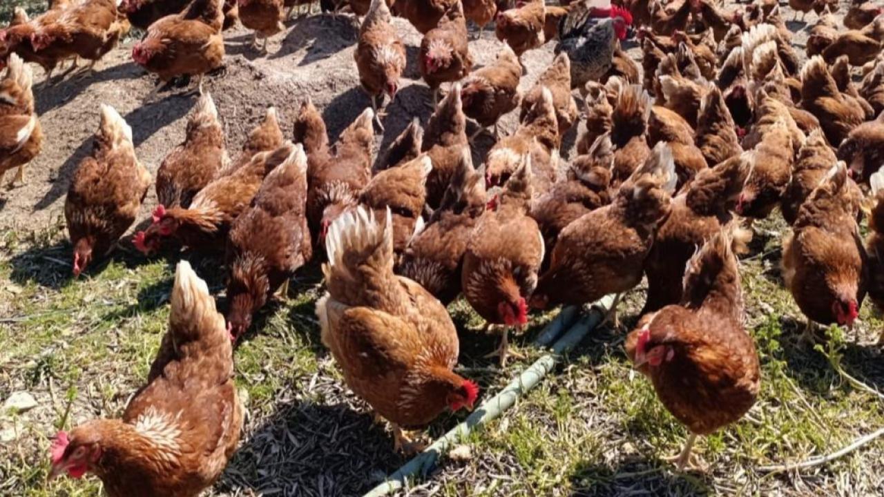 Ev kirası yüzünden köyüne dönüp gezen tavuk çiftliği kurdu