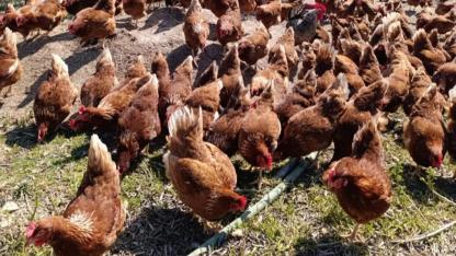 Ev kirası yüzünden köyüne dönüp gezen tavuk çiftliği kurdu