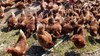 Ev kirası yüzünden köyüne dönüp gezen tavuk çiftliği kurdu