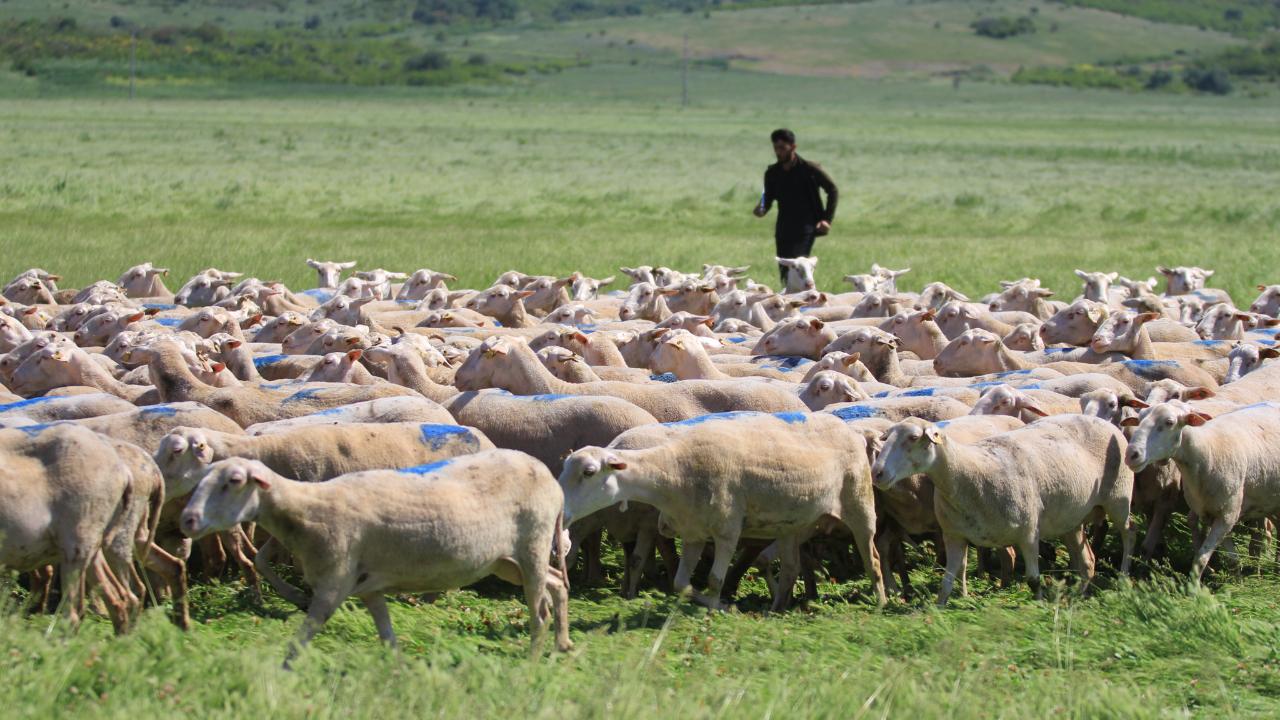 FAO, 2026'yı "Uluslararası Mera ve Çobanlar Yılı" ilan etti